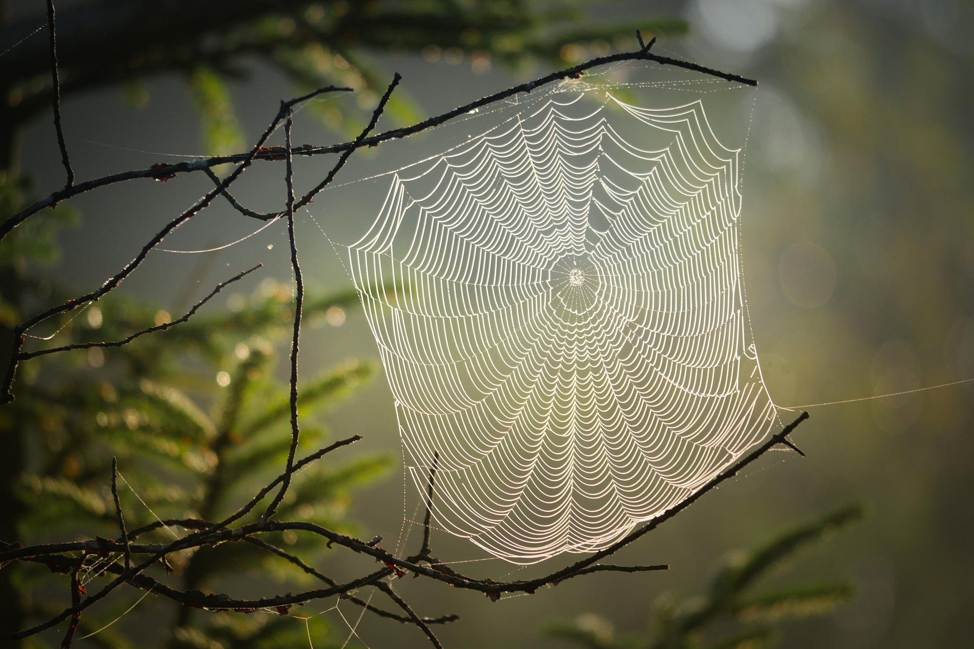 El mensaje de la Araña I