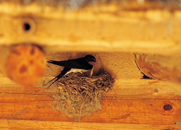 golondrina