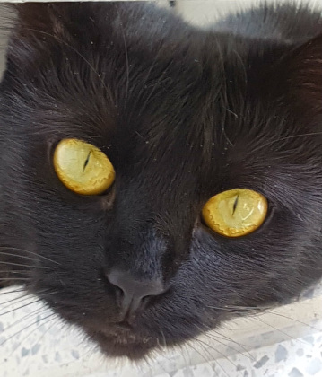 Ojos Gato